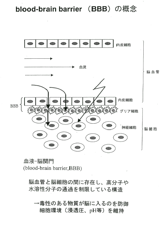 blood-brain barrier (BBB) ̊TO