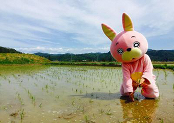 農業体験・農業研修　写真