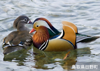 鳥取県日野町アイコン