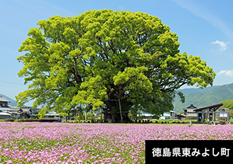 徳島県東みよし町『もっと知って！感じて！「東みよし町」』へのリンク