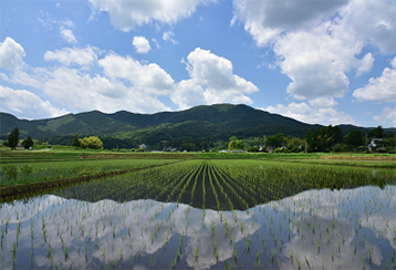 酒米田んぼのオーナー制度 写真2