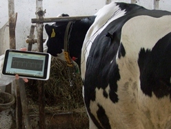 牛に取り付けたセンサのデータを測定する画像