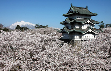 弘前城と桜の写真