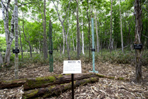 樹皮を守るための保護ネットの写真