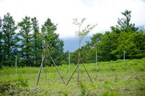 森づくり作業地内植樹の写真