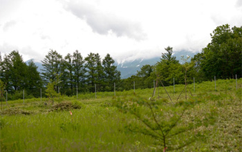 復元途上の知床の森と、背後に見える知床連山の写真