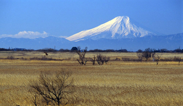 渡良瀬遊水地から望む富士山の写真