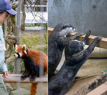 周南市徳山動物園の動物たちの写真