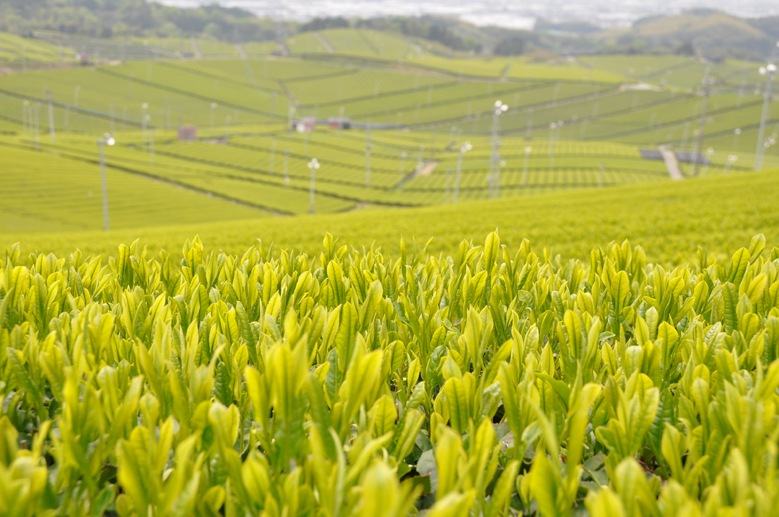 福岡県八女市