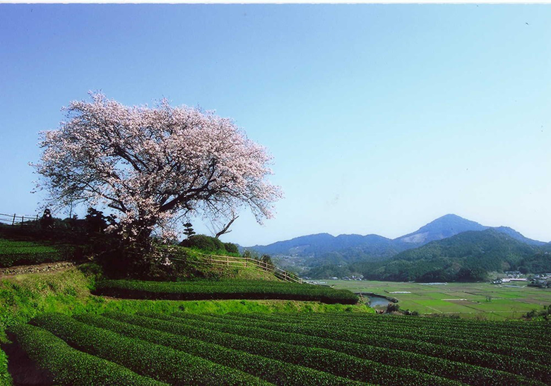 佐賀県嬉野市